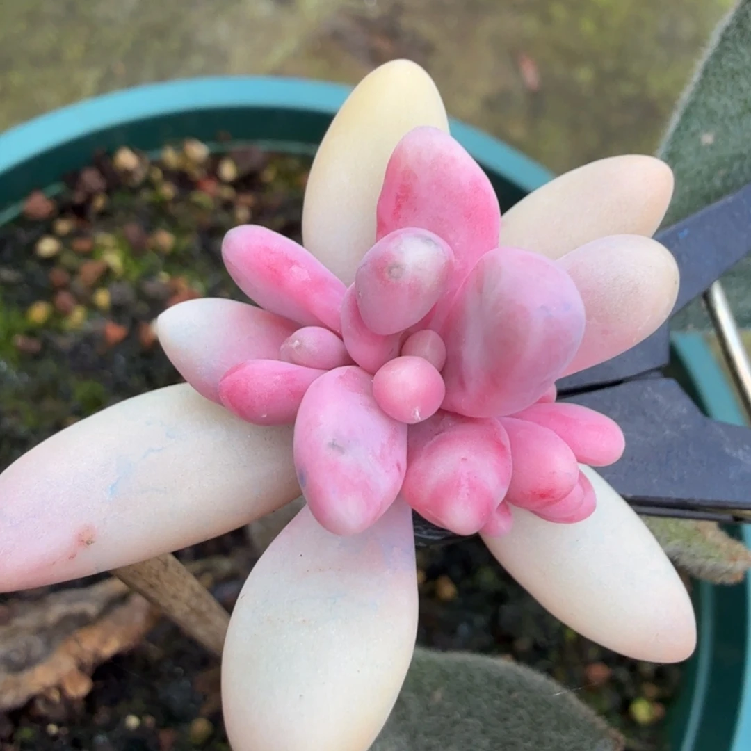 红手指白腹轮锦一颗群