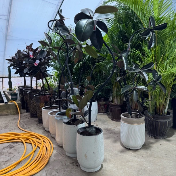 造型橡皮树瓷盆1盆曲线美