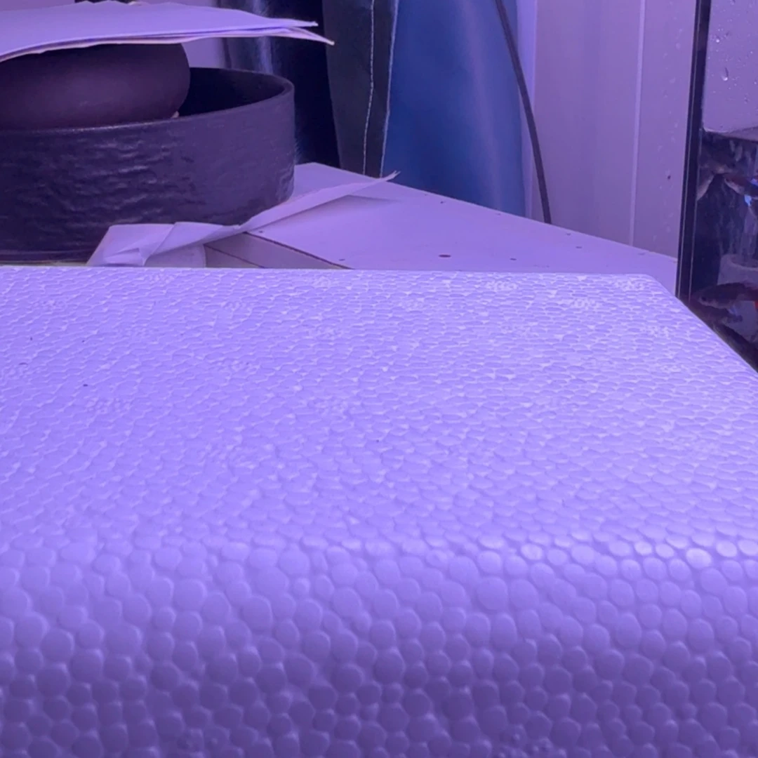 孔雀鱼焦****友7号孔雀鱼