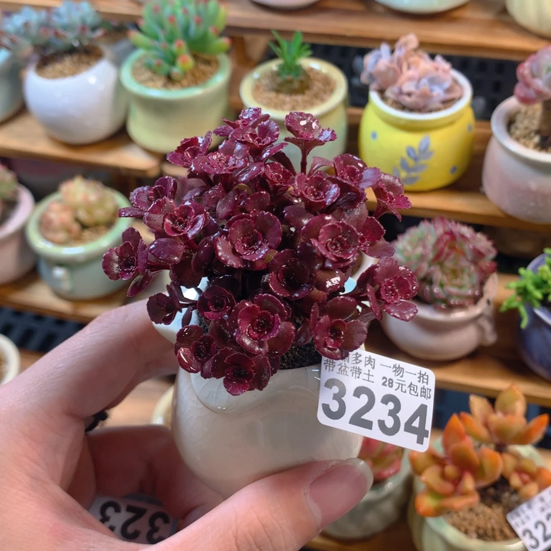 5厘米盆精控多肉3234