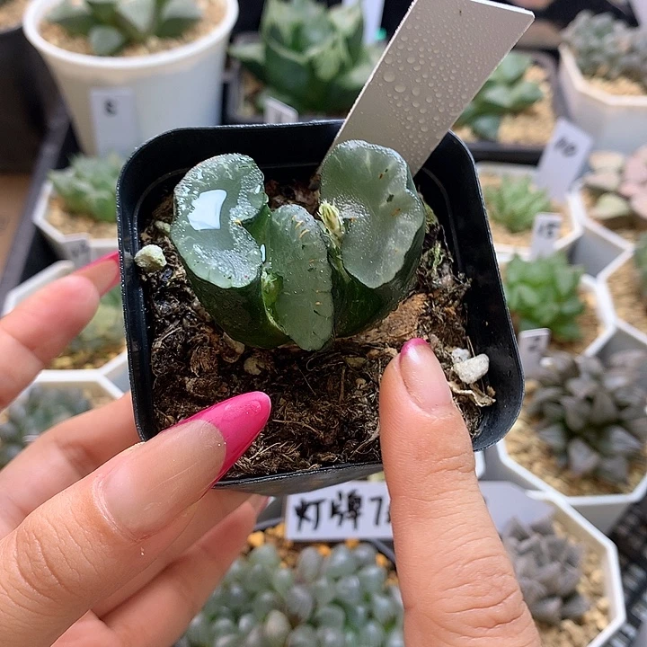 紫镜万象 一物一拍带盆土