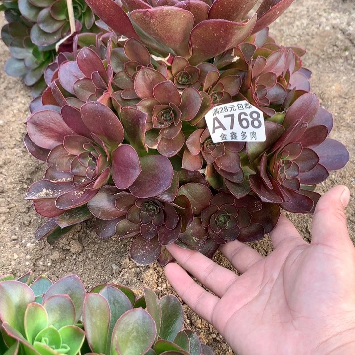 768多肉植物一物一拍