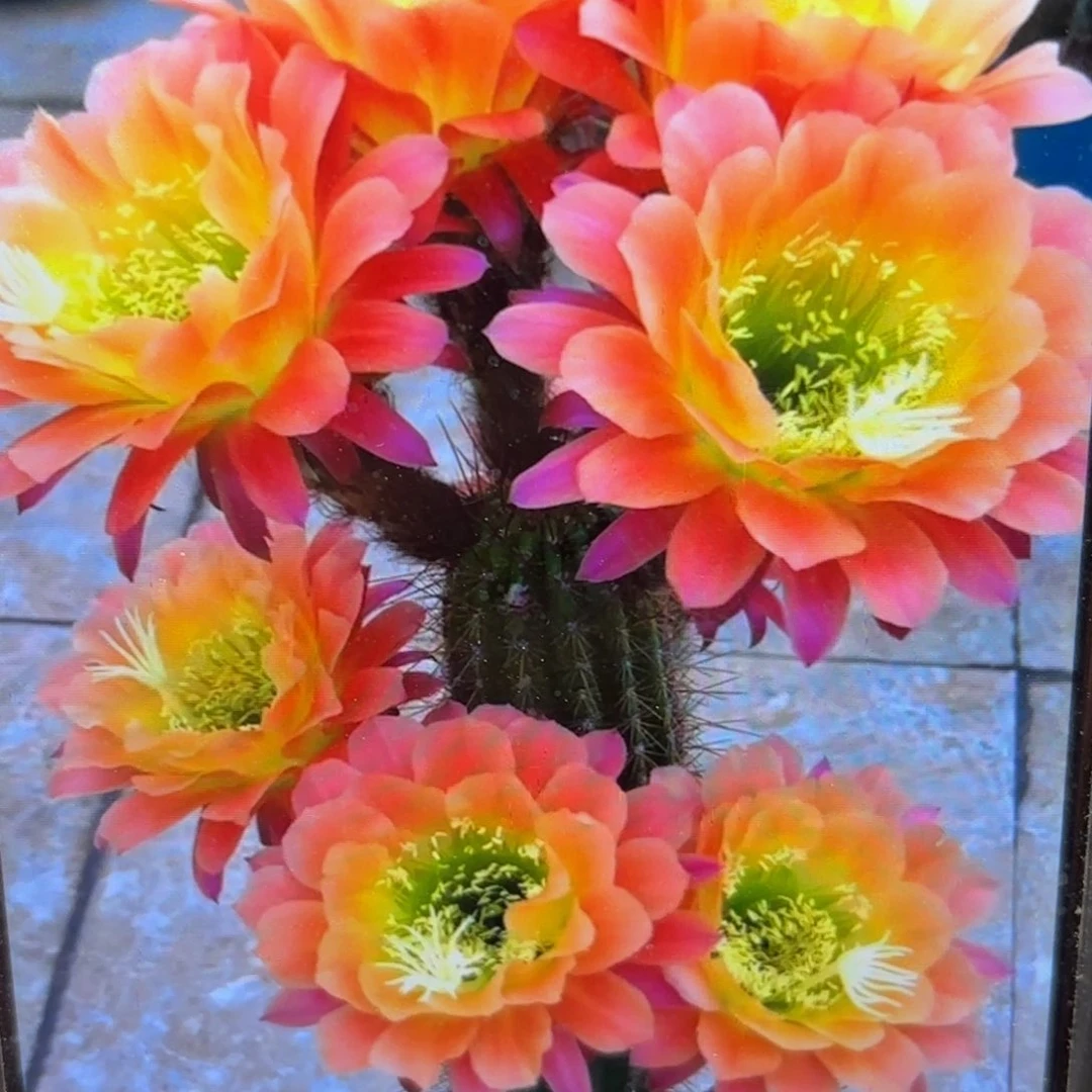 杏光辉毛侧牙20包邮仙人球20