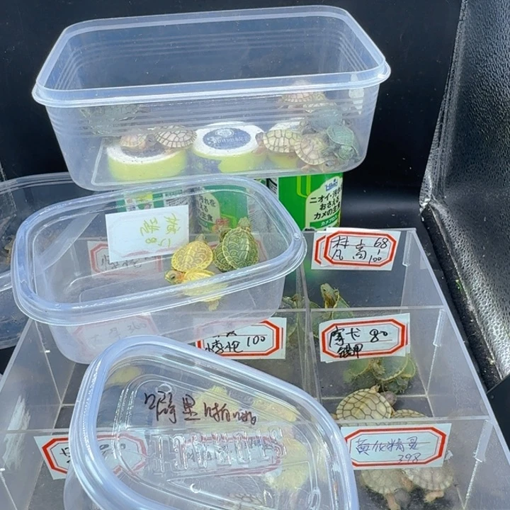 母绿毛龟噼**啦瑕疵摩卡巴西龟