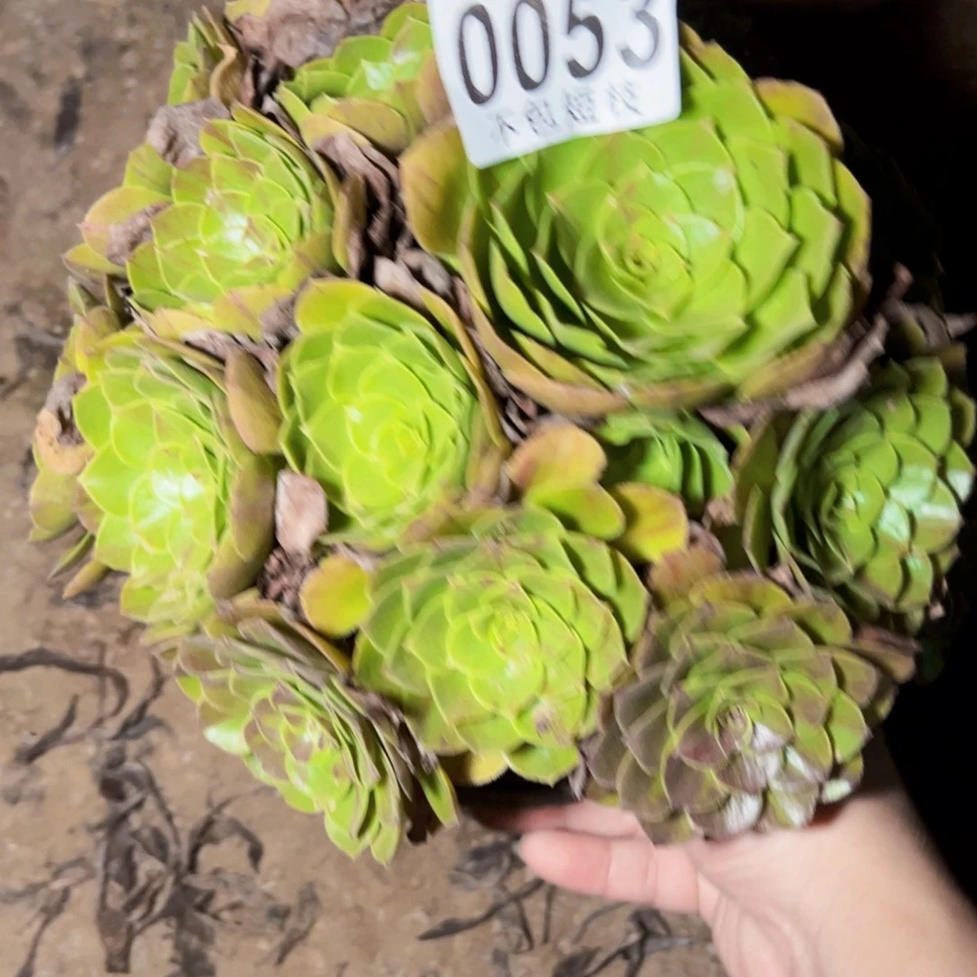 花月夜多肉植物0053