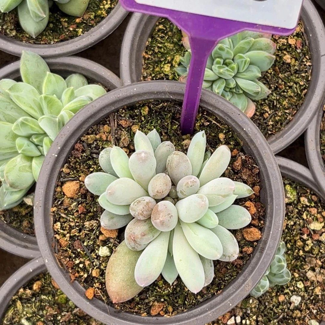 多肉植物红体哥特809