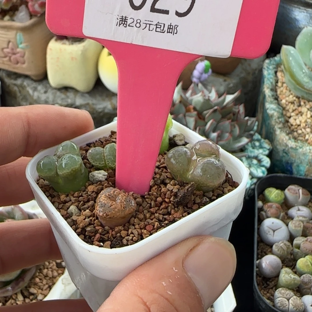 不***～多肉植物熊猫脸，风铃奔驰