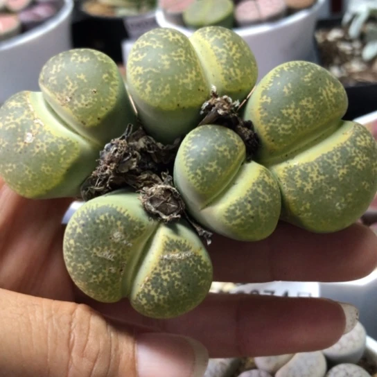 无花朵0709，5头群如图8年