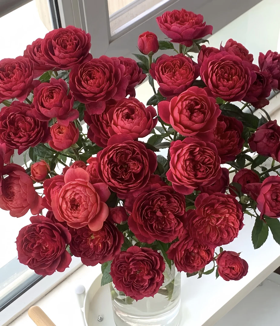 【樱桃果汁】 法拉利果汁/黑红果汁 月季花苗 灌木庭院阳台盆栽花卉