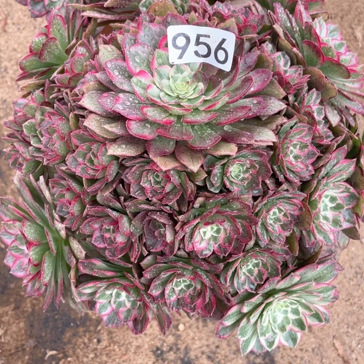956多肉植物莲花
