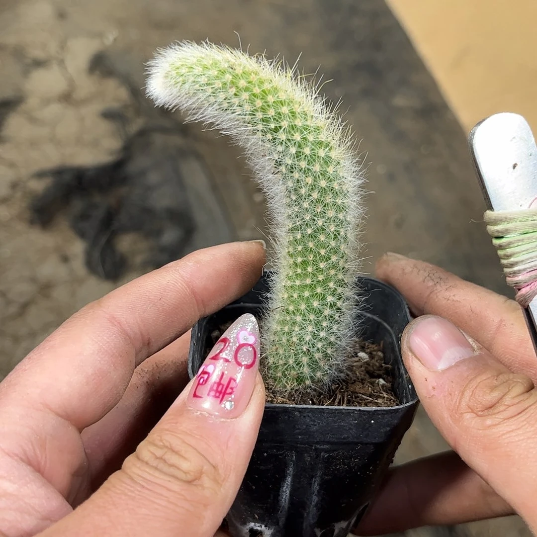 单头九尾狐单头发货有根发货