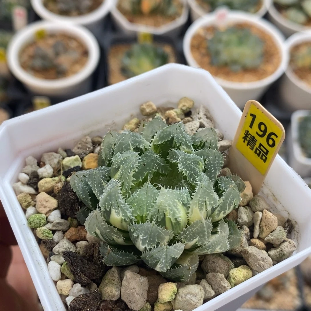 不开花植物196玄冰