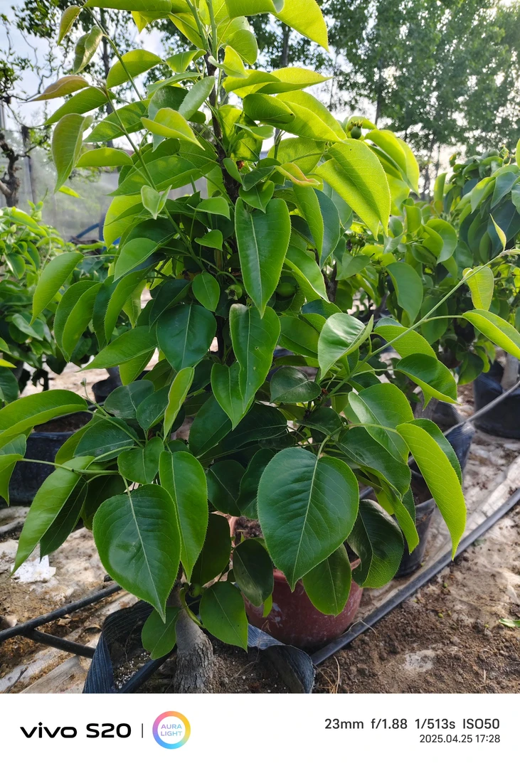 造型盆景，一物一拍