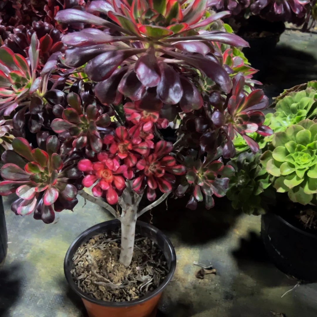 丁****法师多肉植物丽娜406