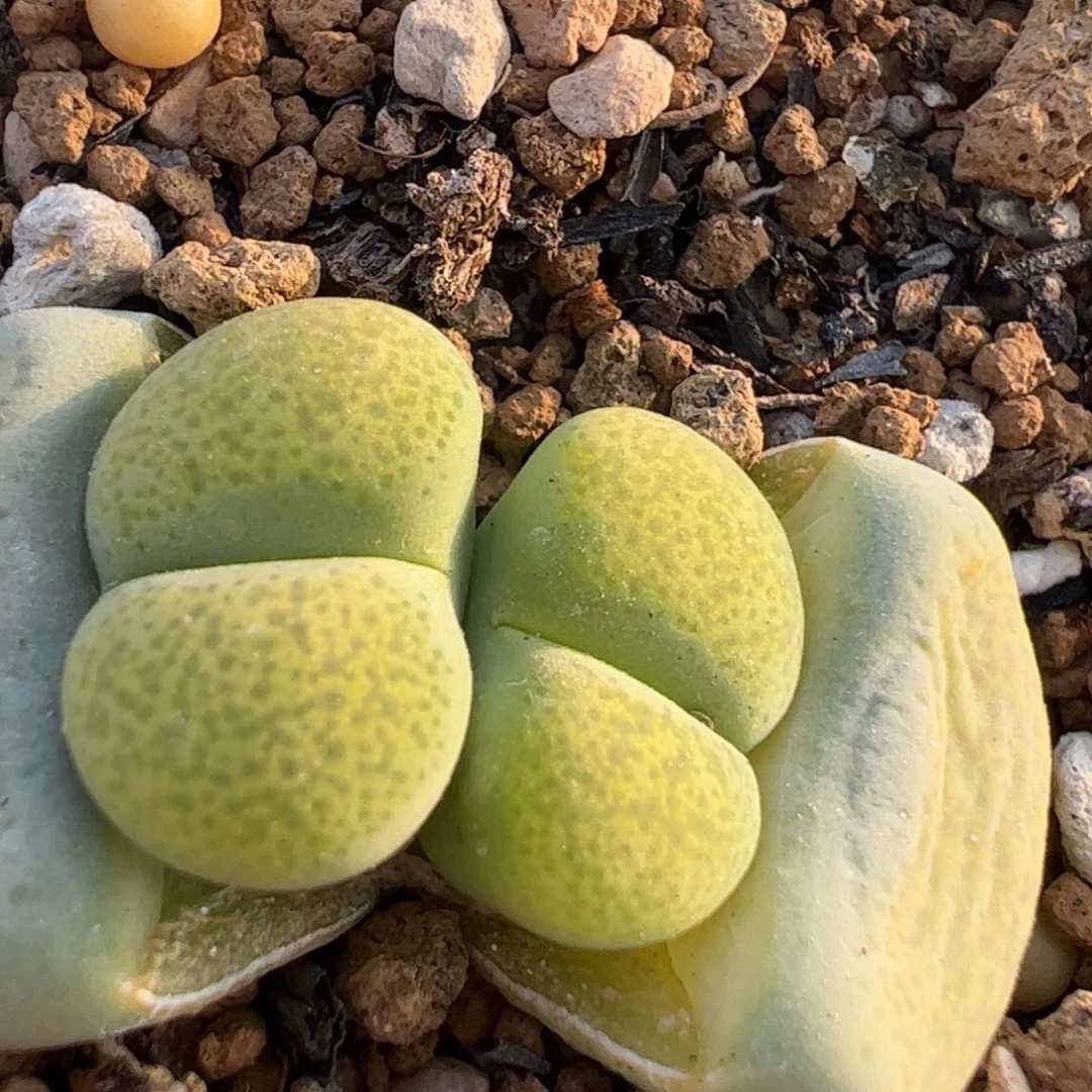 绿体碧琉璃母本带盆