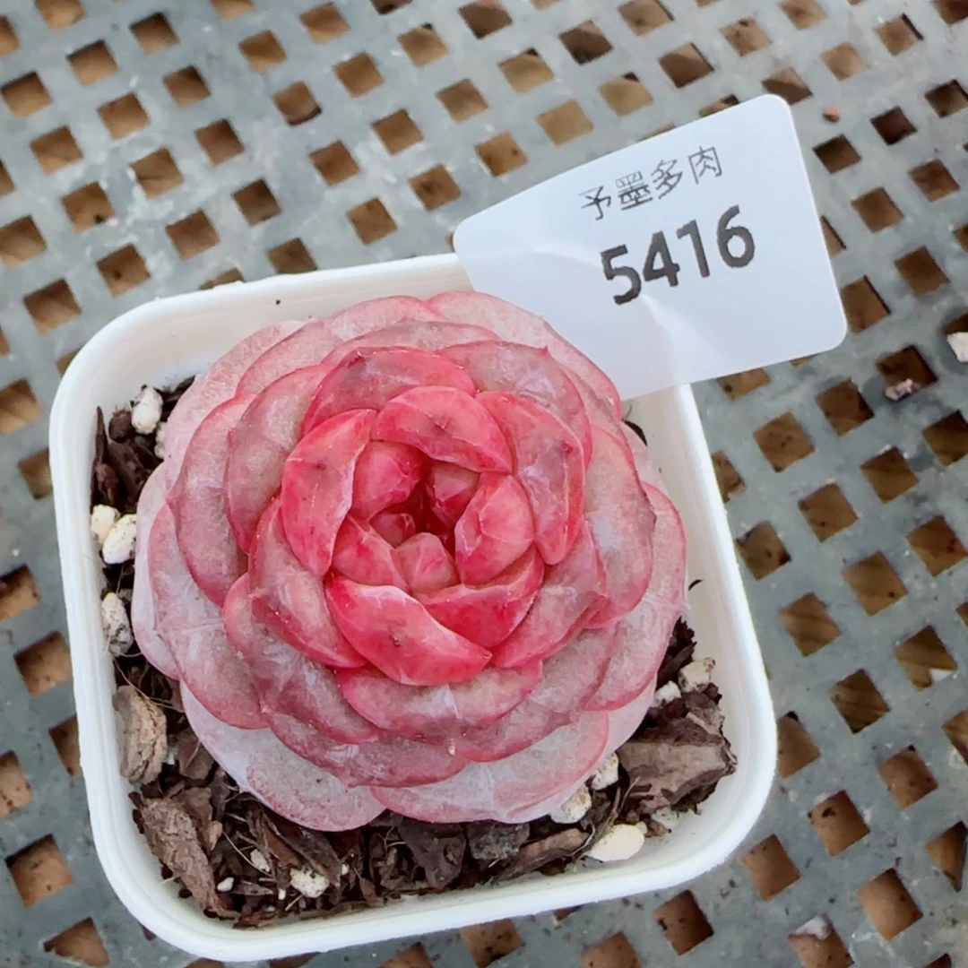 红莓，5416多肉植物