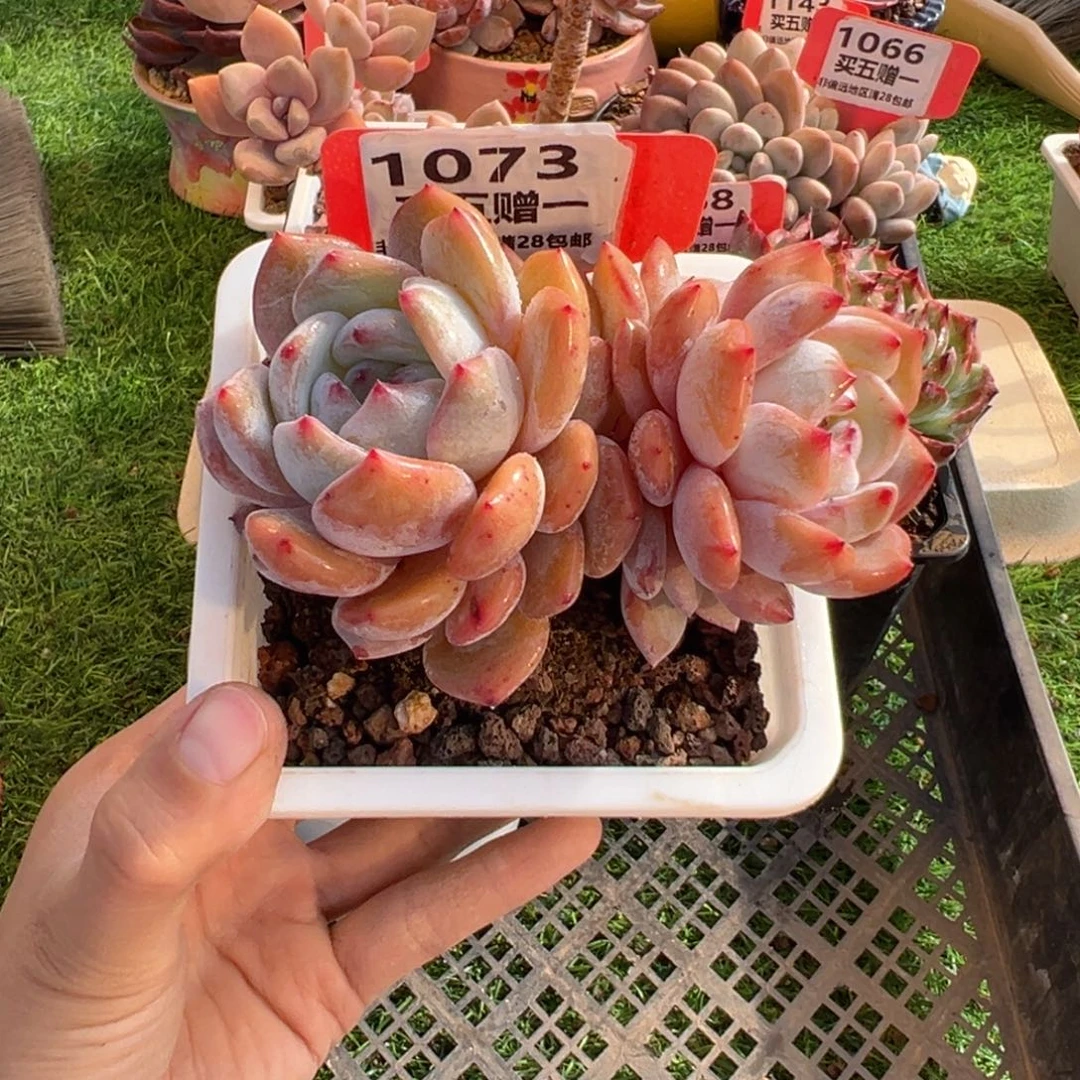 表妹精品多肉1073.