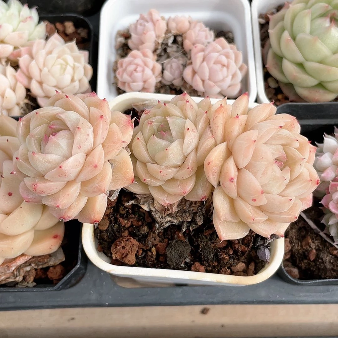 优选女王5号8899