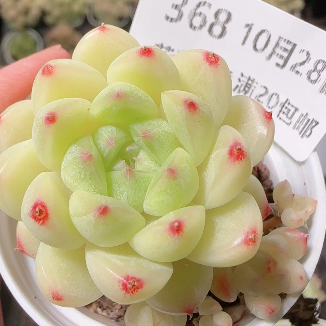 花语逸镜1028-368