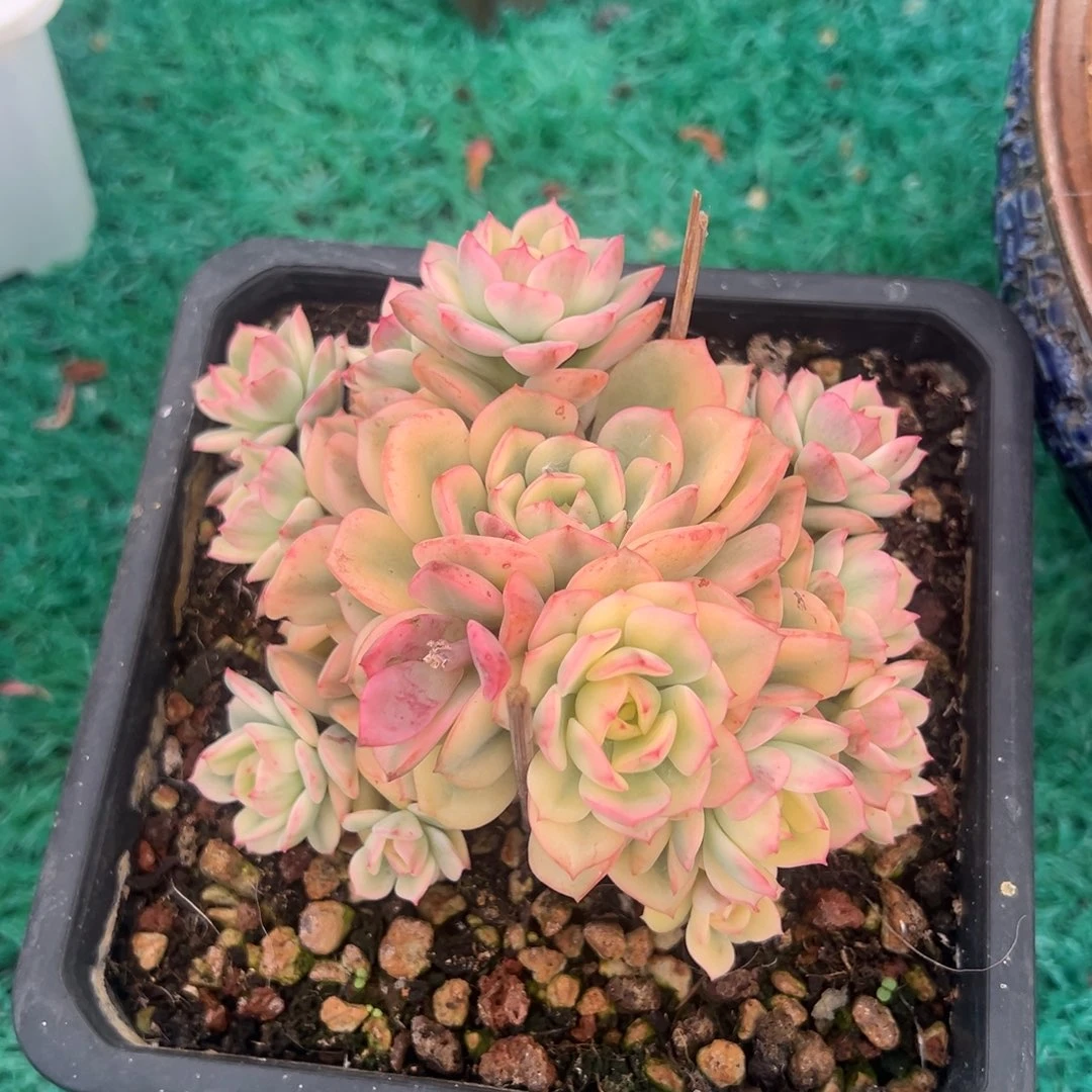 ，，，，，，，，，，，，，，，，，，，