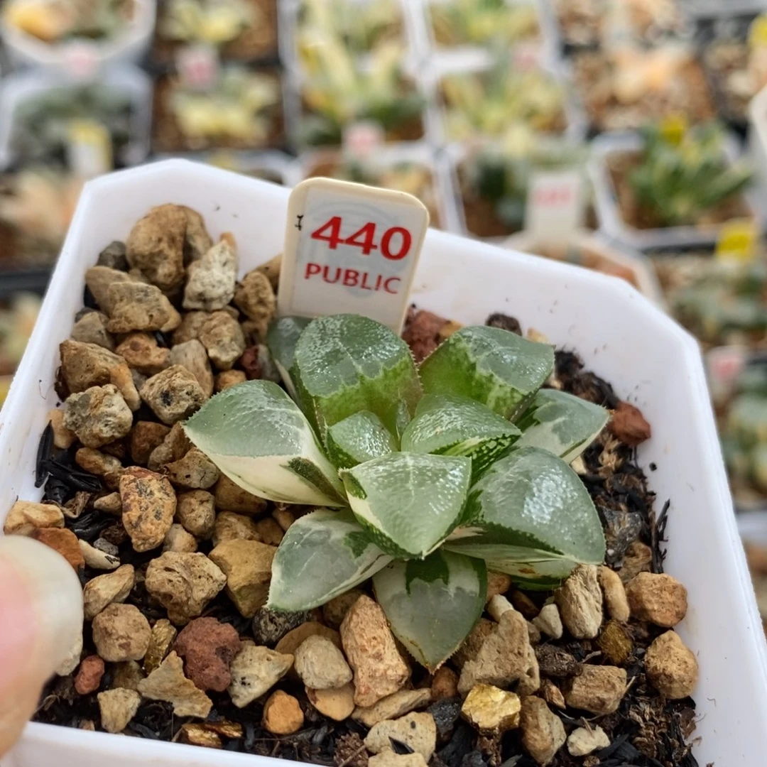 440木叶克锦一物一拍