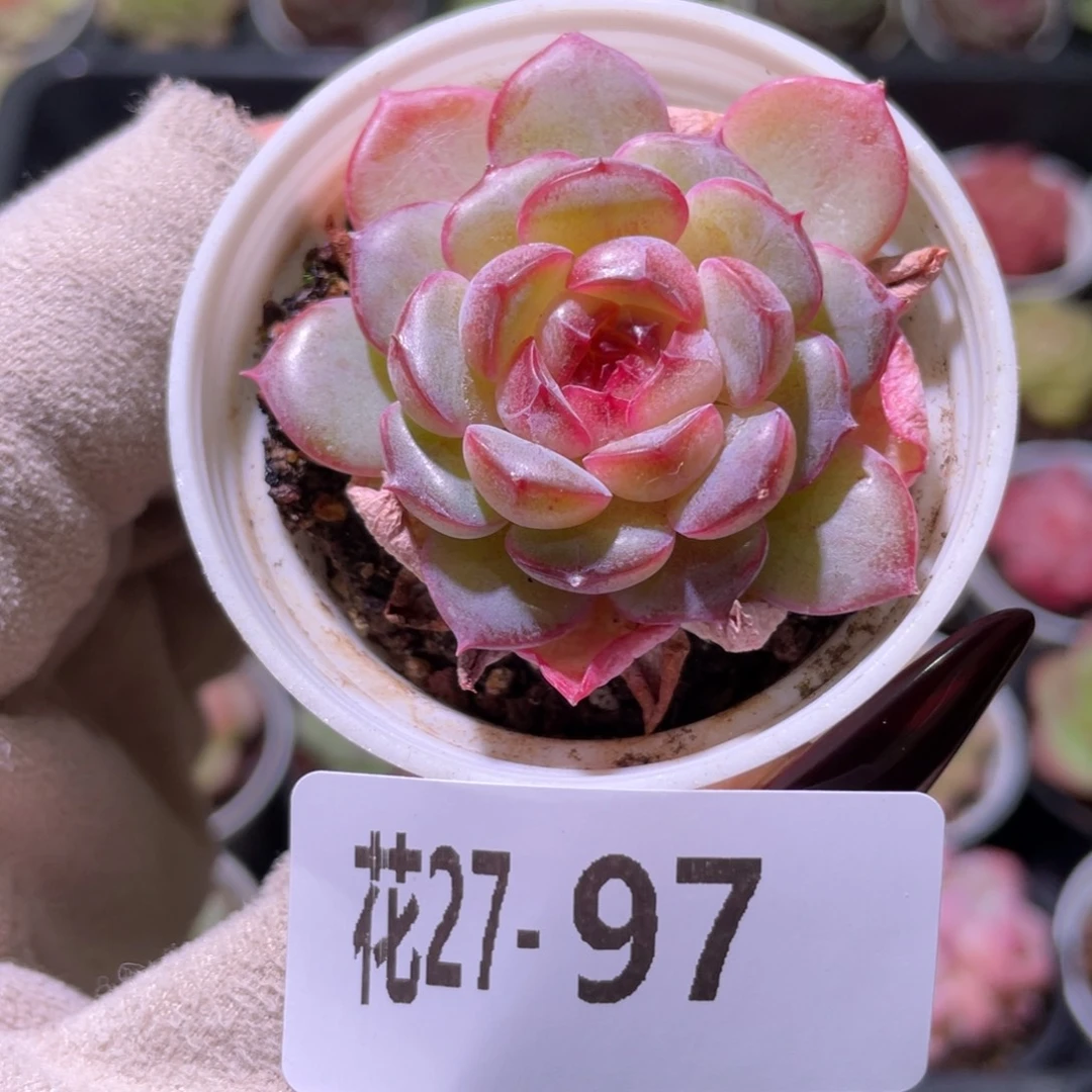 花利美27-97新品单头