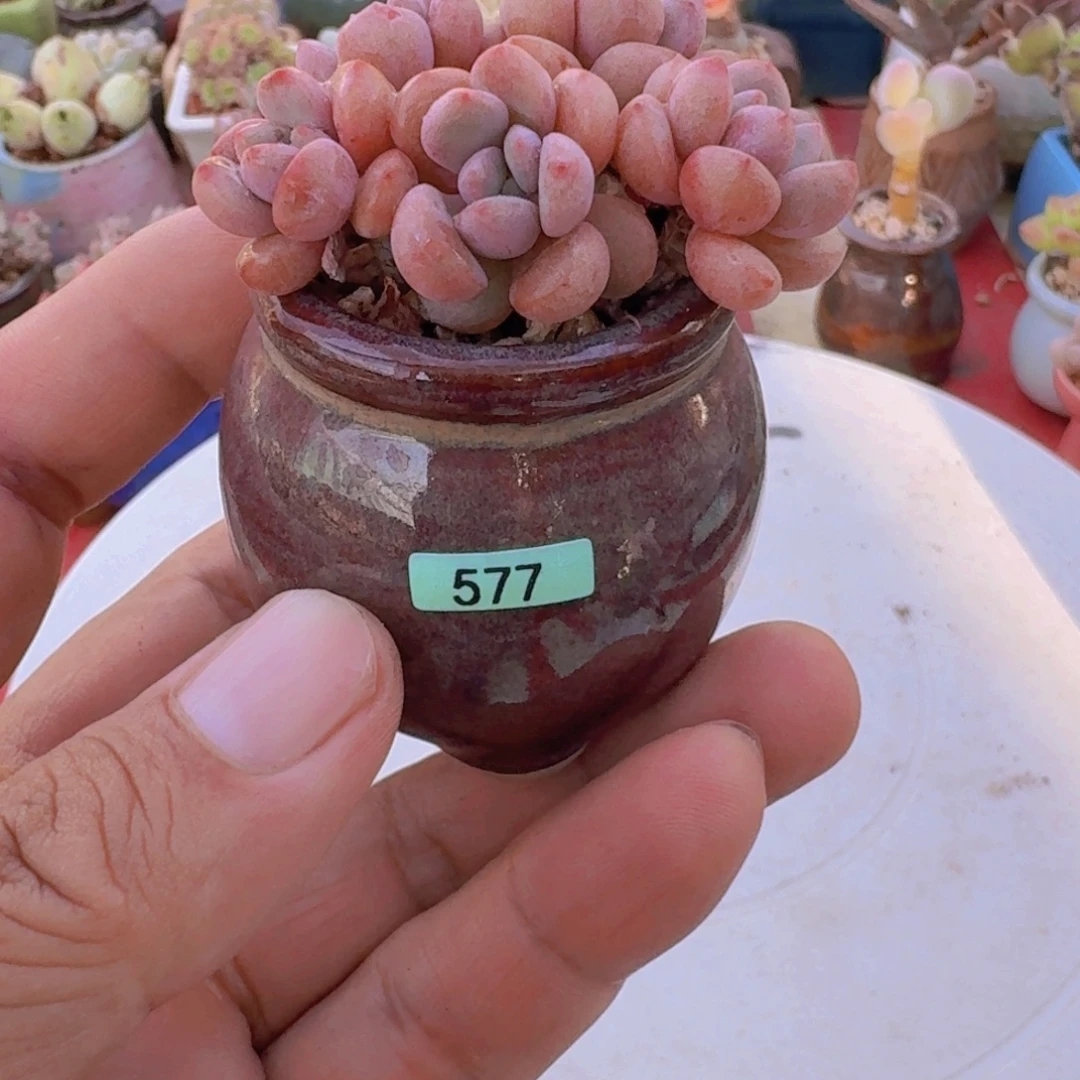 栗***子一物一拍编号577