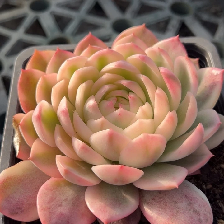 粉水晶锦一物一拍锦龙