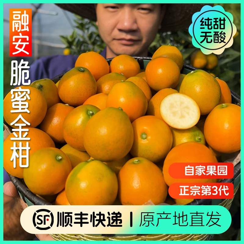 [2斤装]融安第三代脆蜜金柑 广西脆蜜金桔新品种纯甜新鲜应季水果