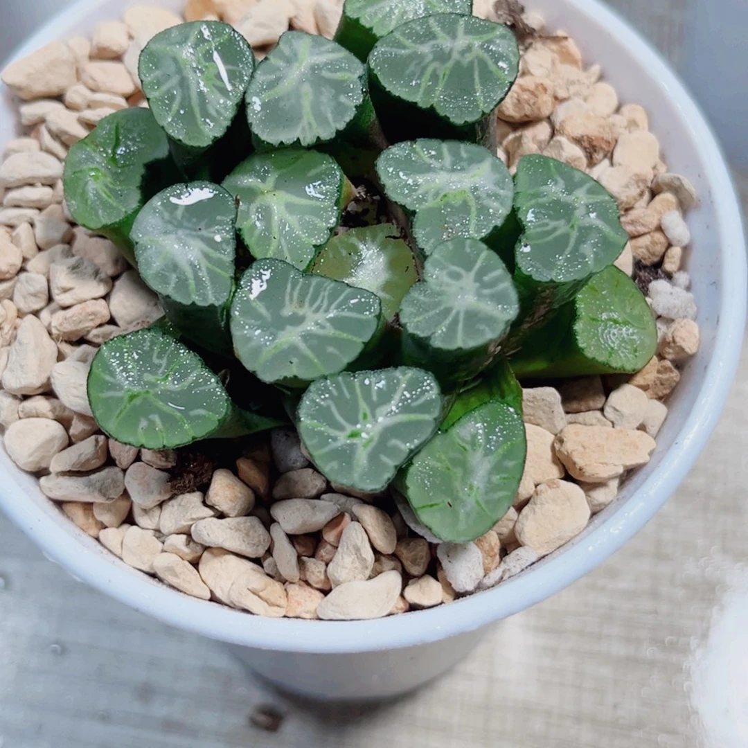 火烧云万象多肉植物6666