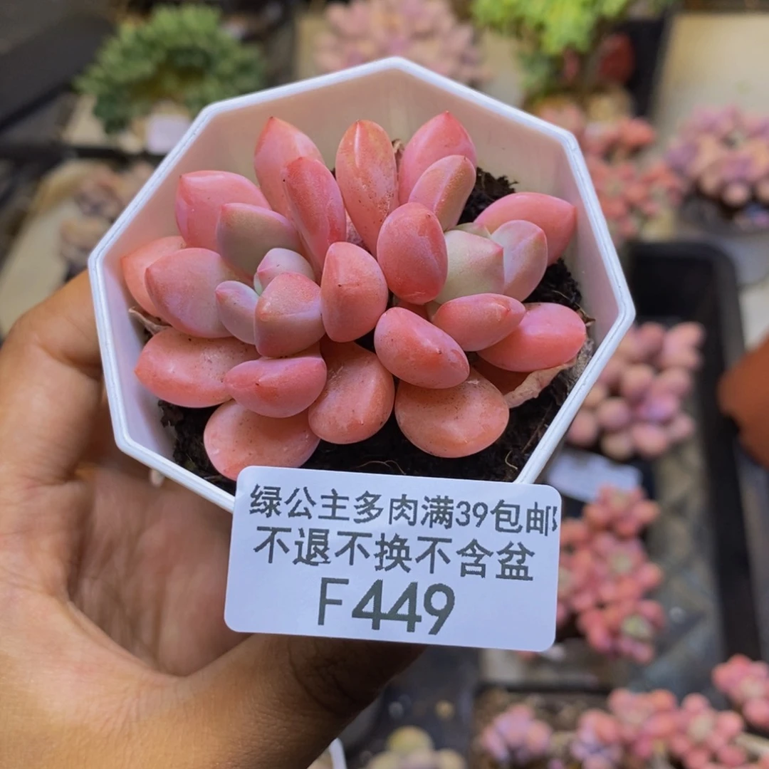 449粉桃花多肉6c m