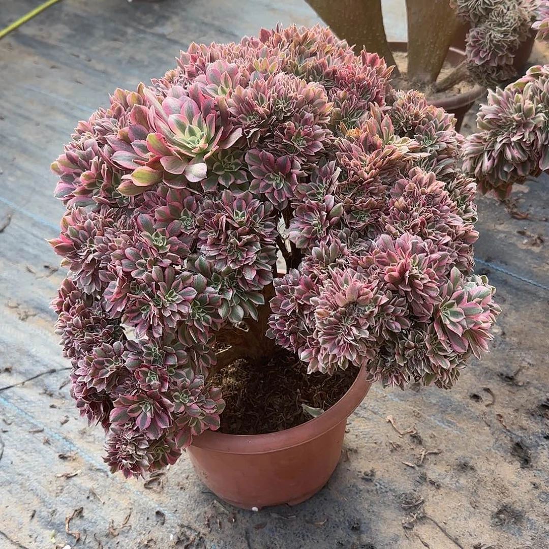 英***女巫朵朵缀化脱土发货