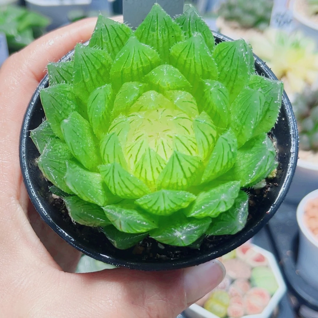 白莲花多肉植物6666