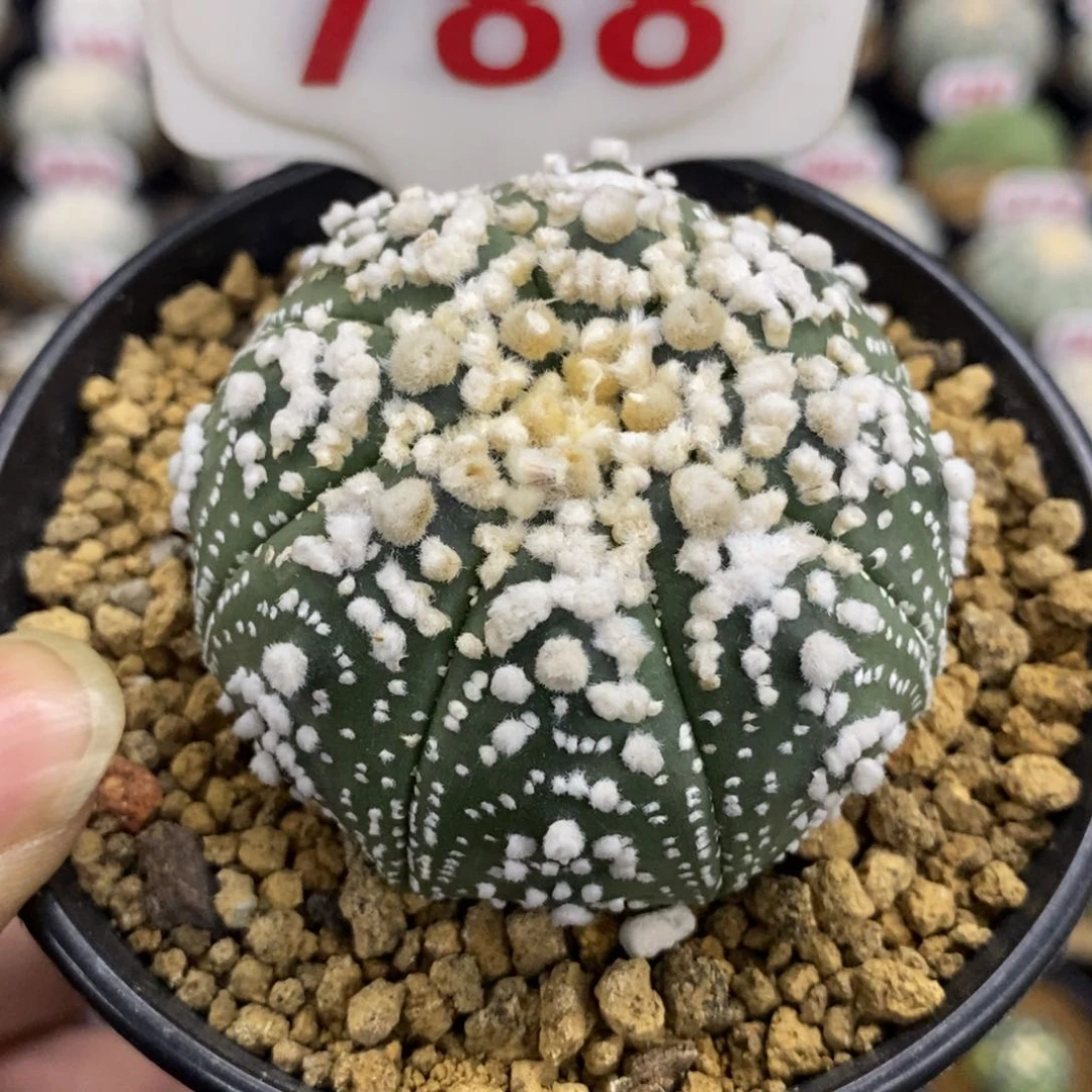 788顶密绒花园兜