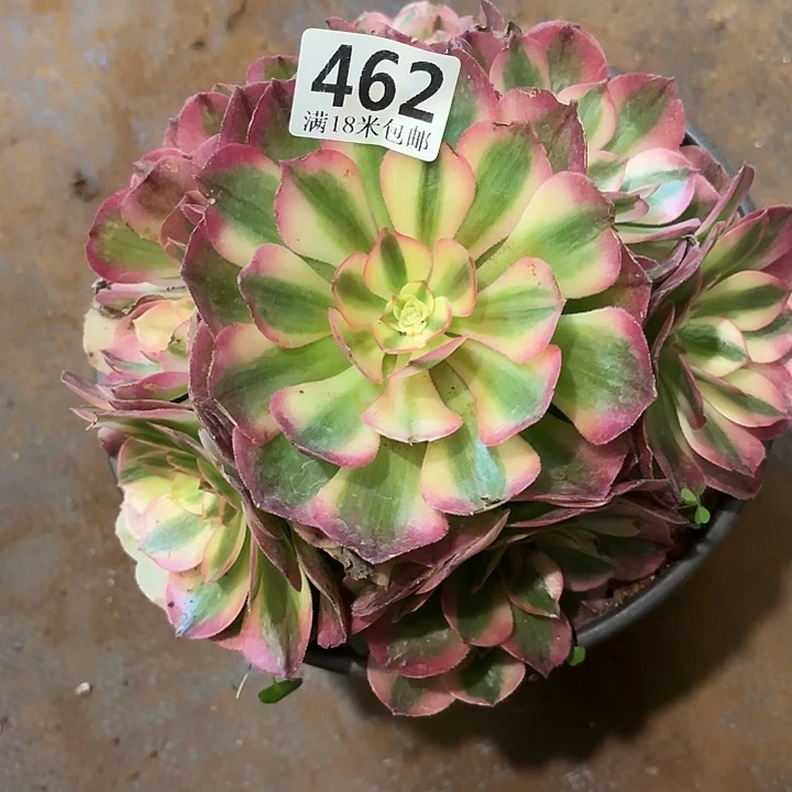 462荔枝捧花掌心多肉法师锦
