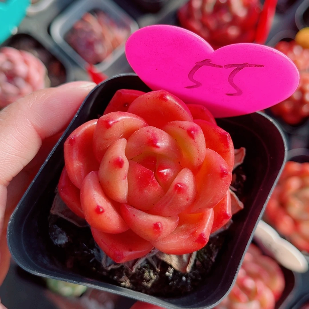 55号小老桩安可珍妮单头