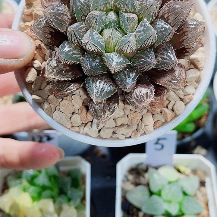 楼兰雨露新手好养