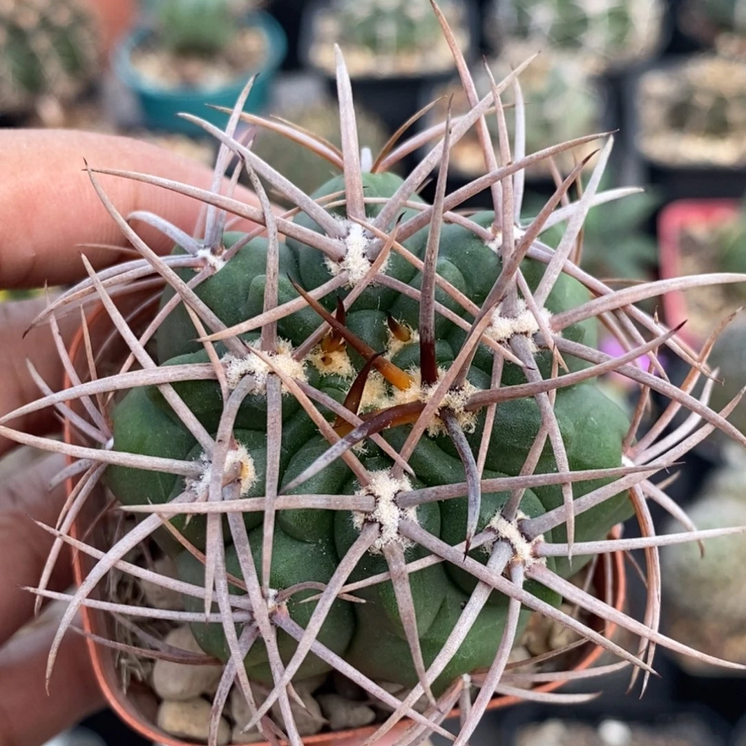 植播园艺豪刺恐龙丸