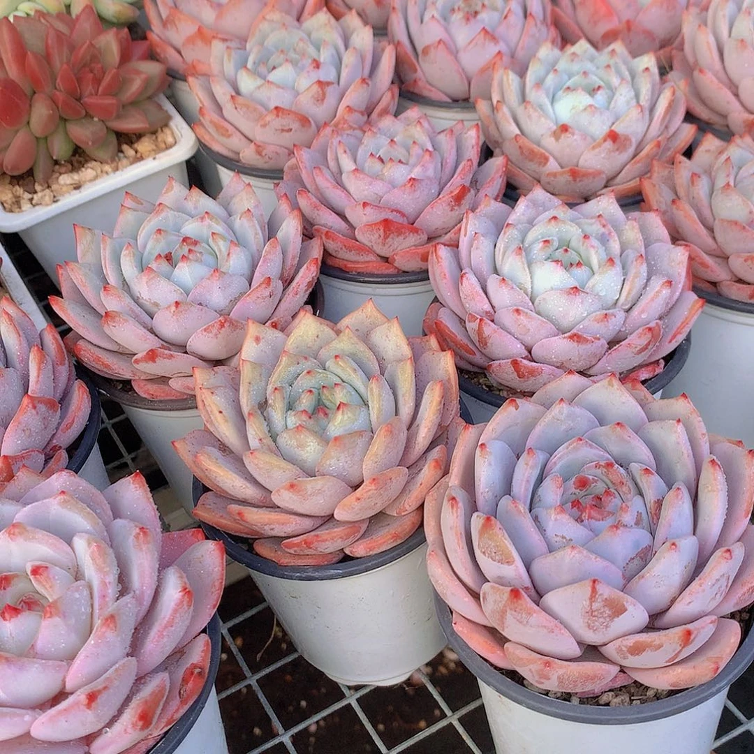 雪之魄345778999900000