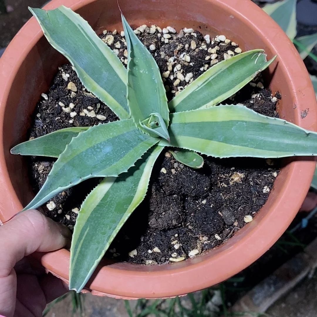 鲸鱼舌锦冠幅20厘米左右