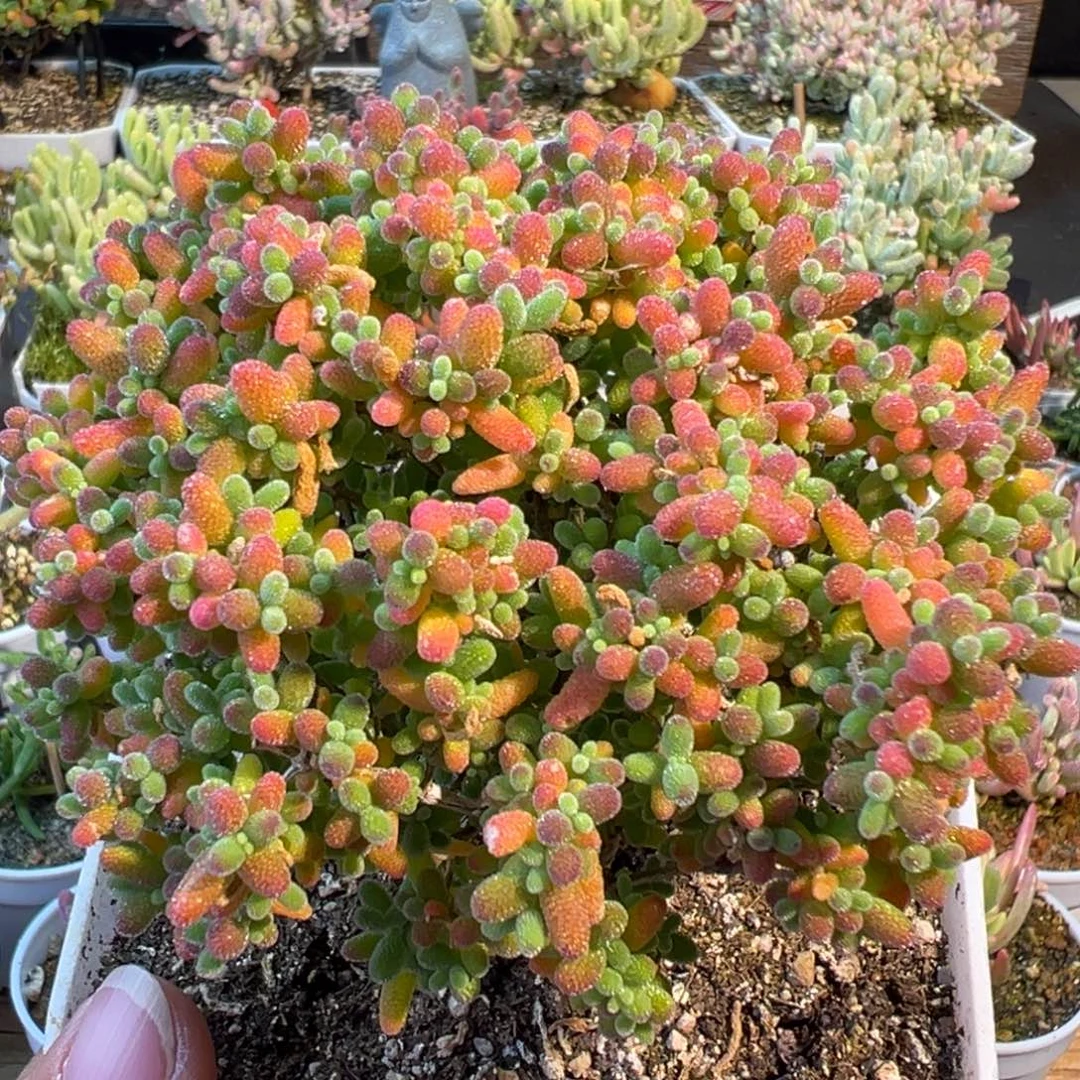 1-620枝干番杏蜜橘糖球老桩冠幅10厘米