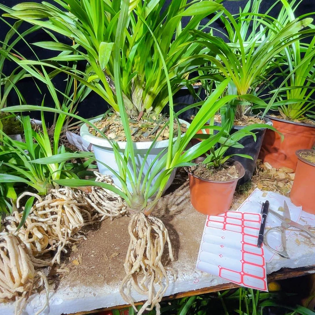 无花朵开花结果是什么呢哈哈哈哈哈