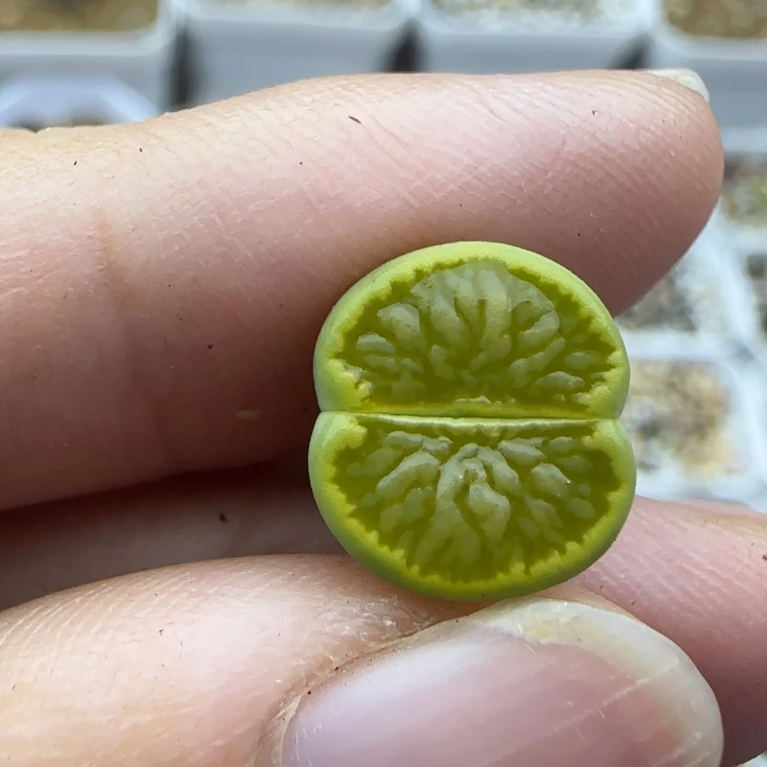 572 绿菊清框福利30包邮