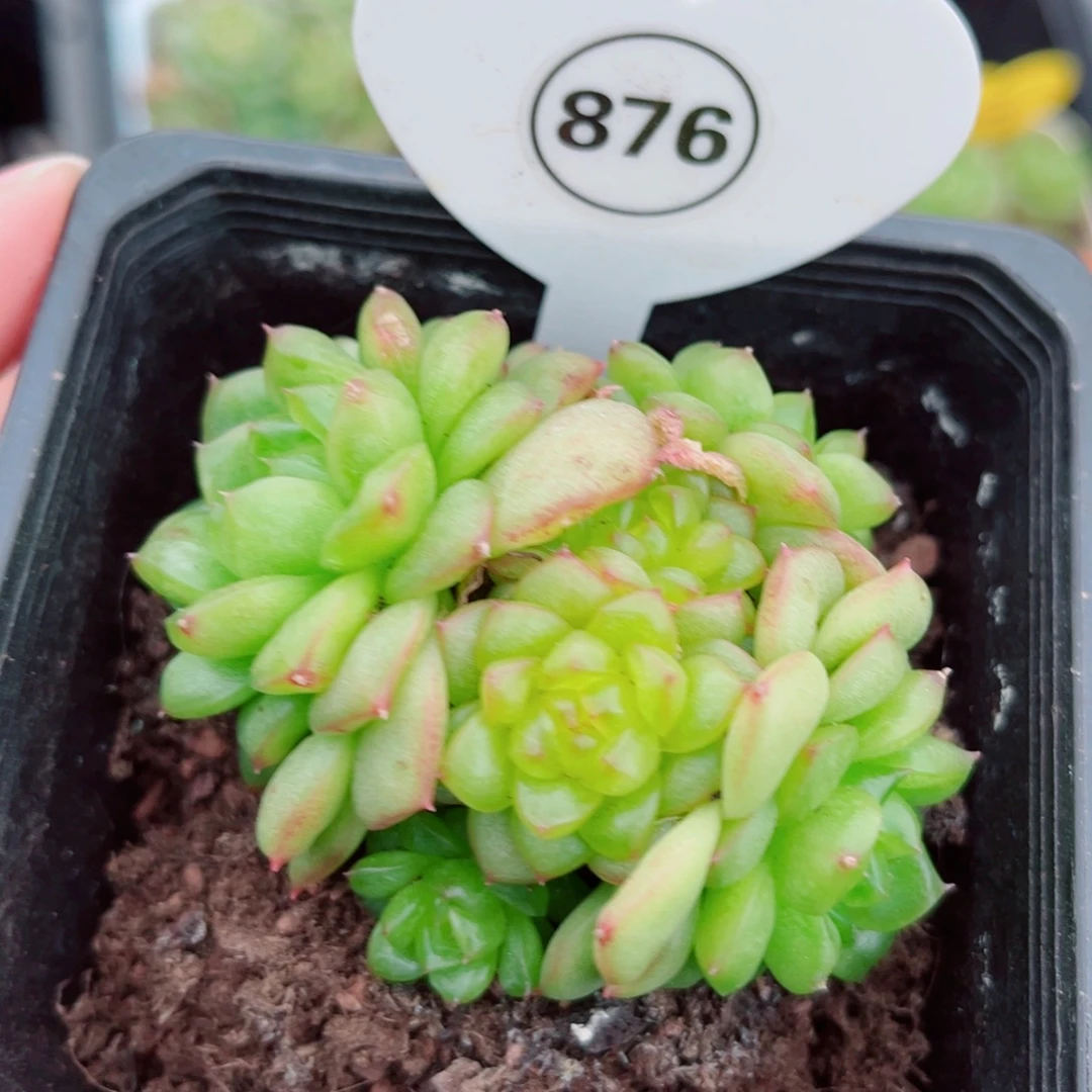 876号小老桩灯泡珍妮群