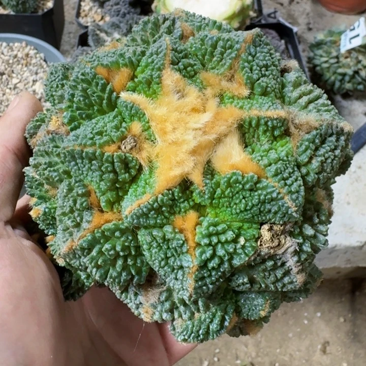 福利苗接大牡丹2010