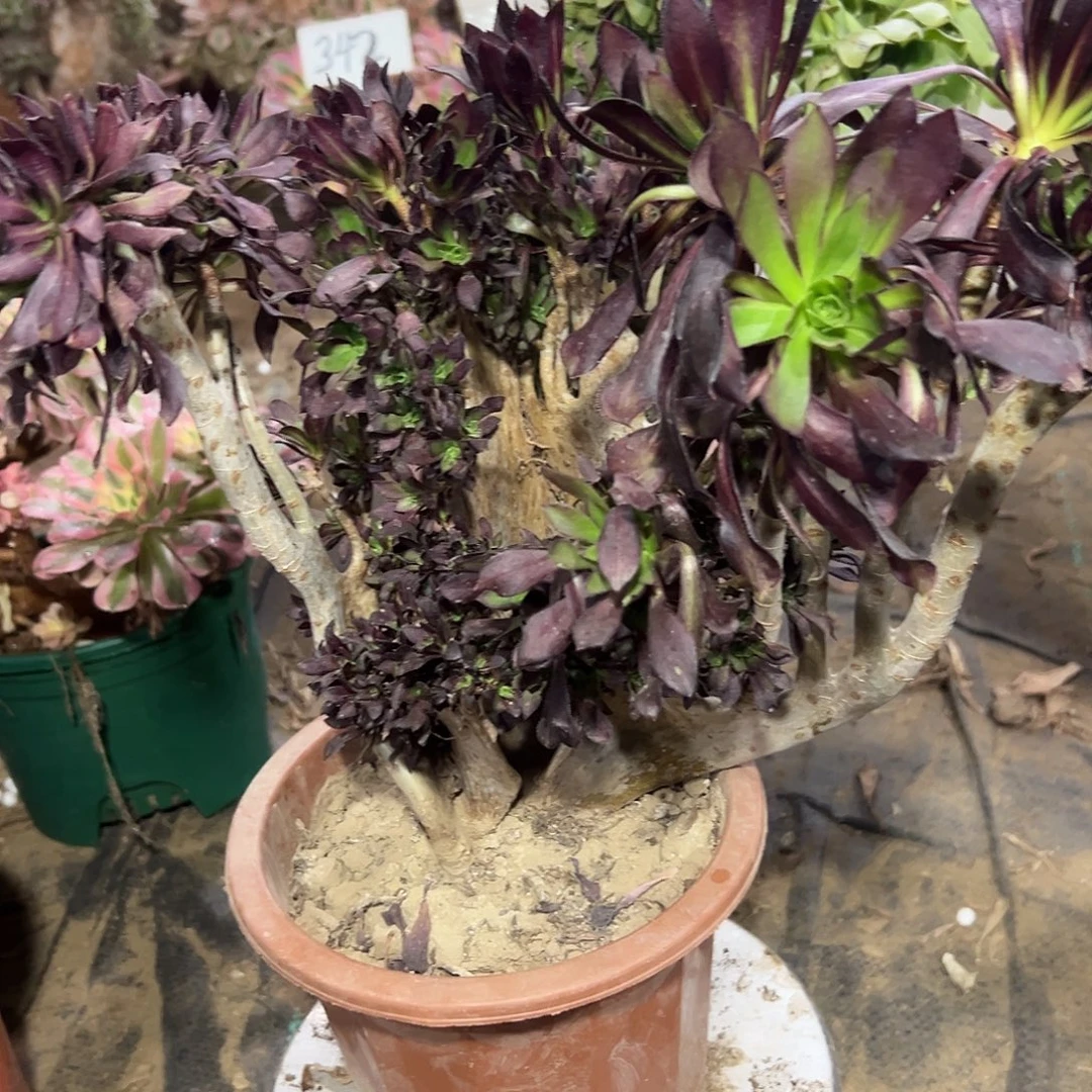 多肉植物黑法师缀花300