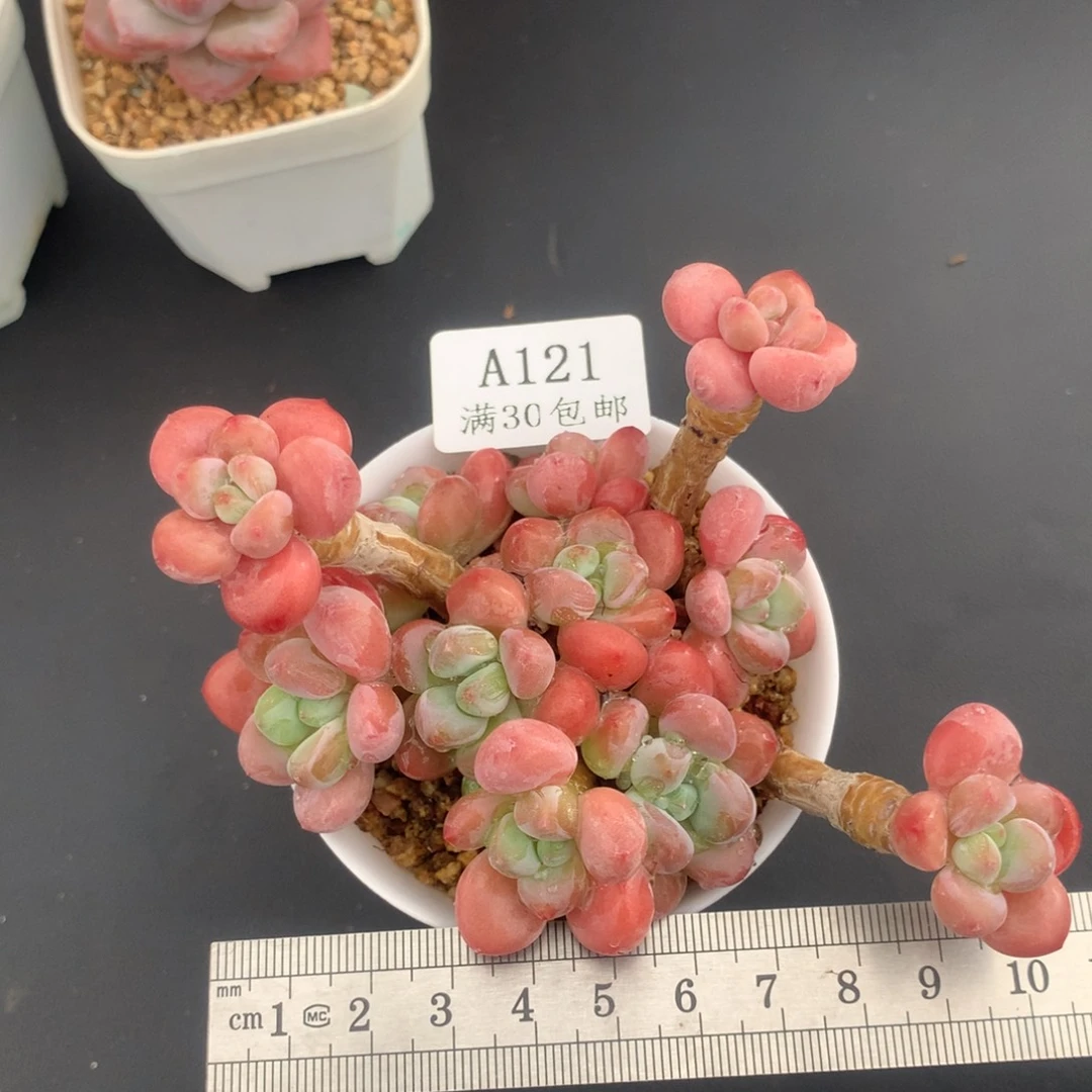 丸叶洛神群生冠服8