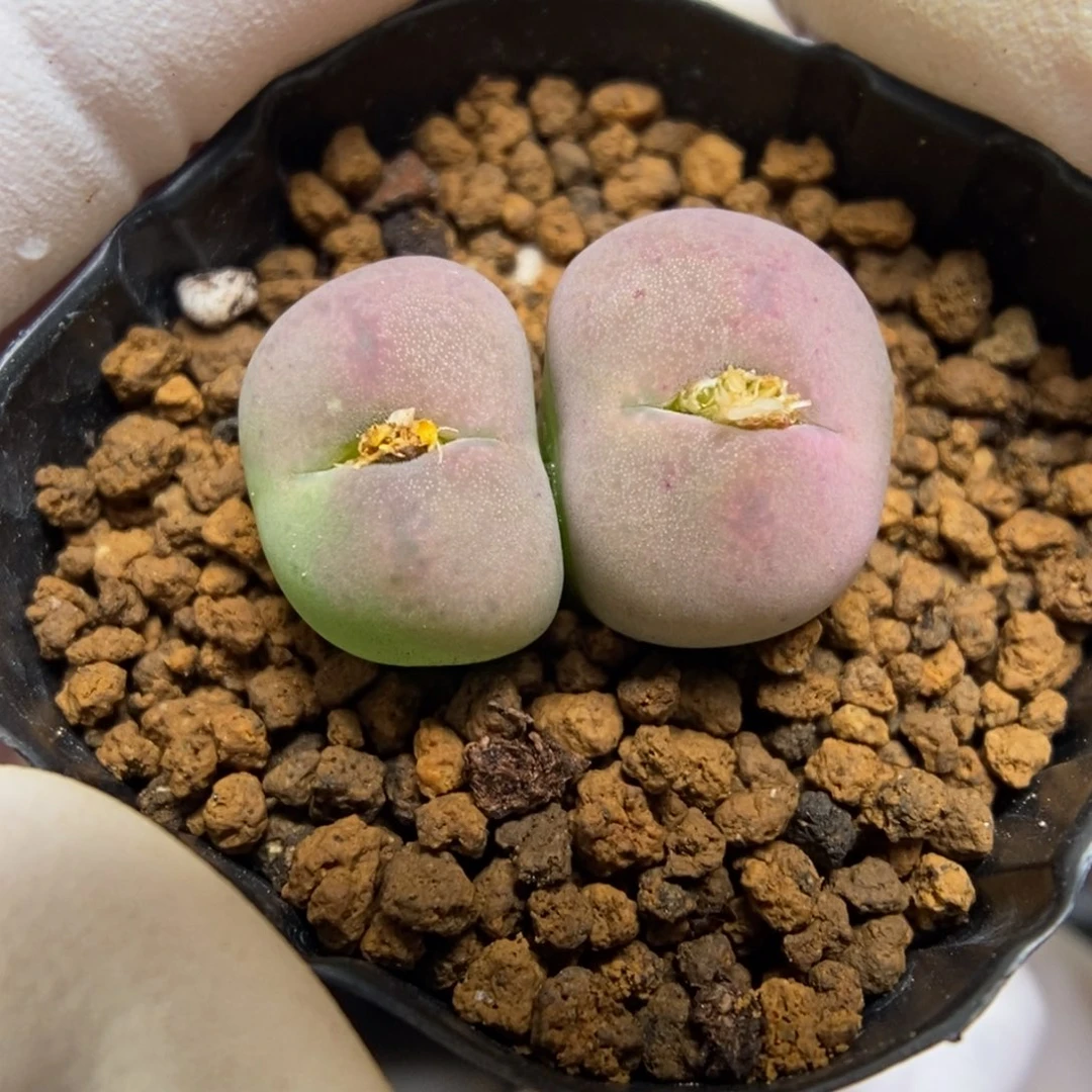 多肉植物肉锥杂交K-947 嘴杂