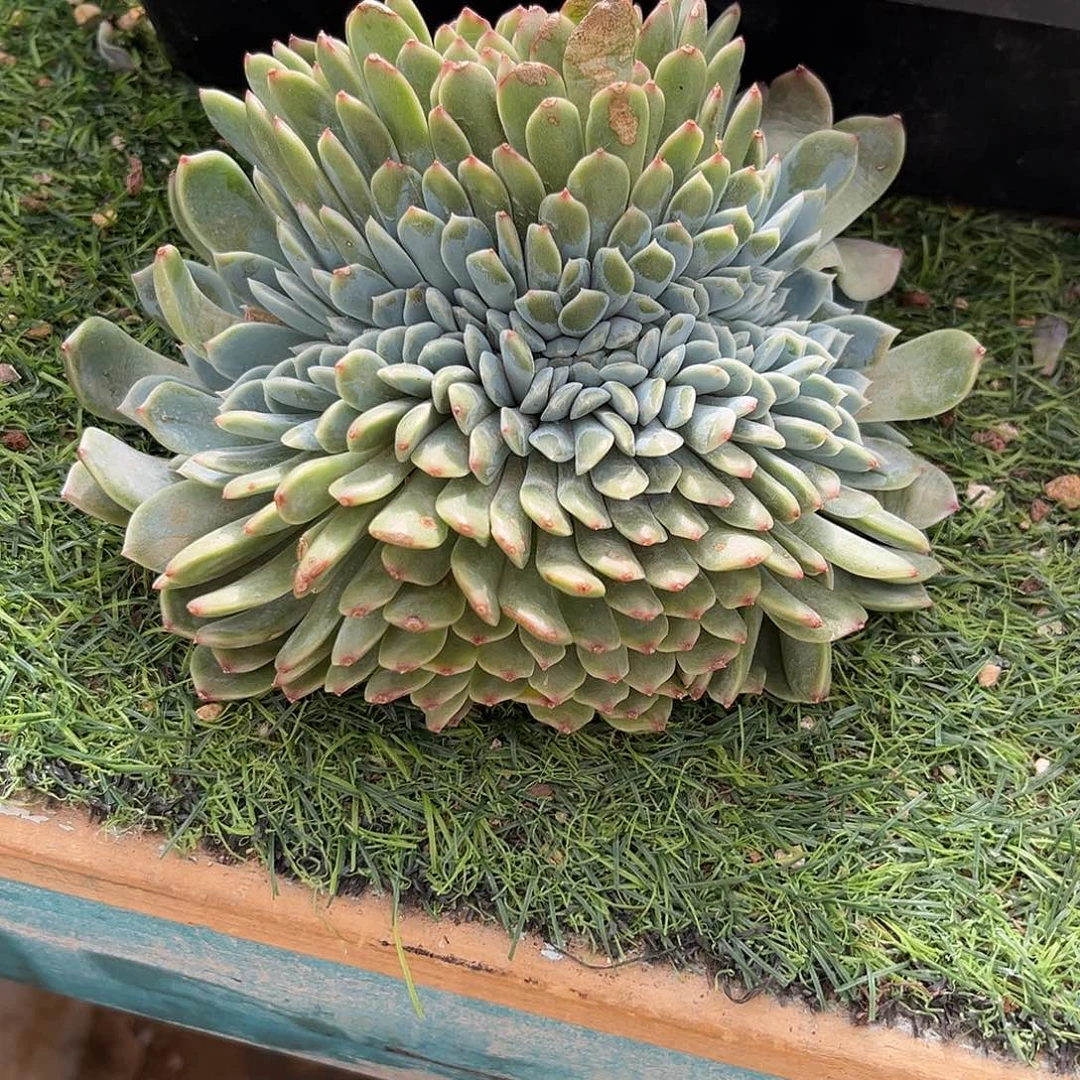 小****厚梦缀化多肉植物发货