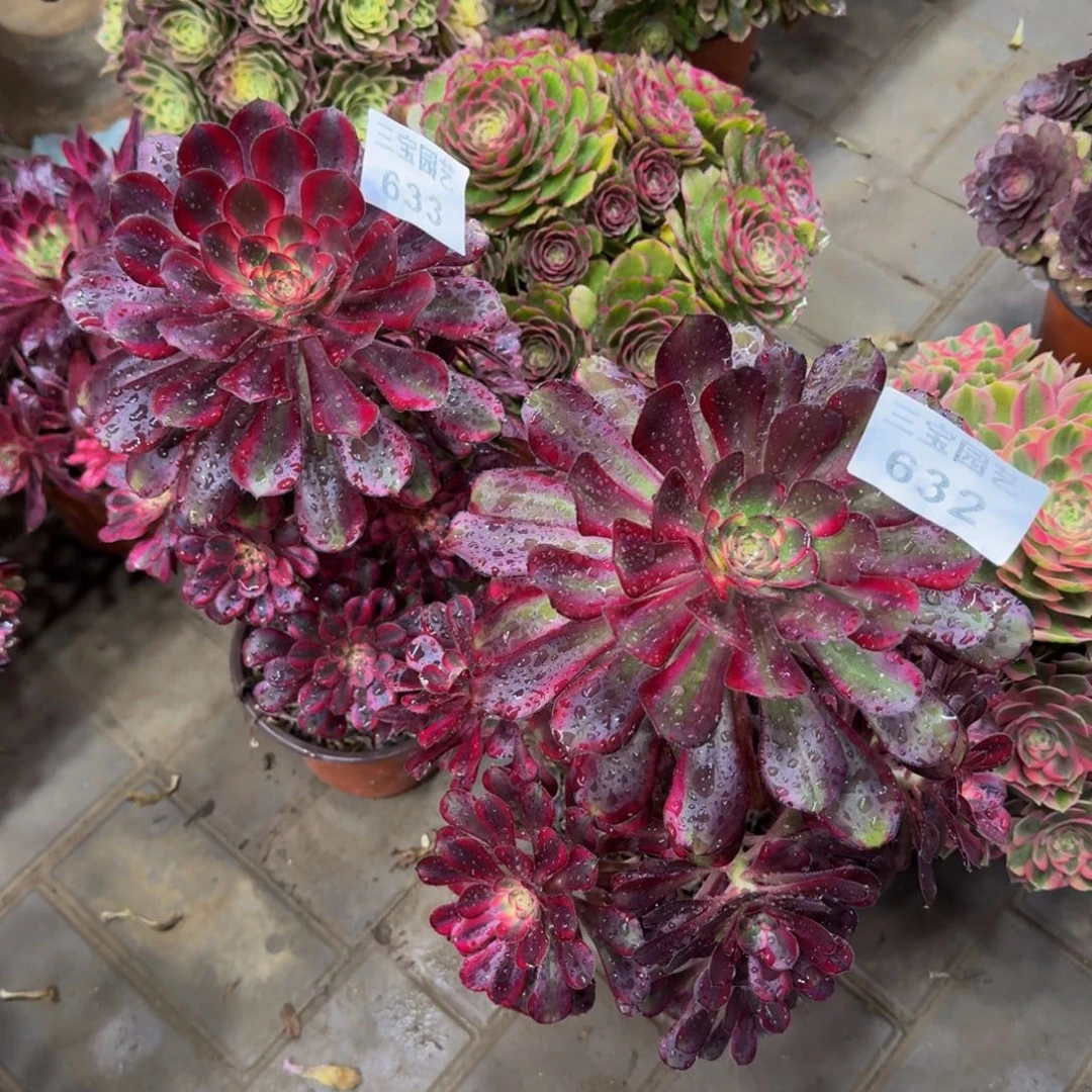 活**己多肉植物632633丽娜